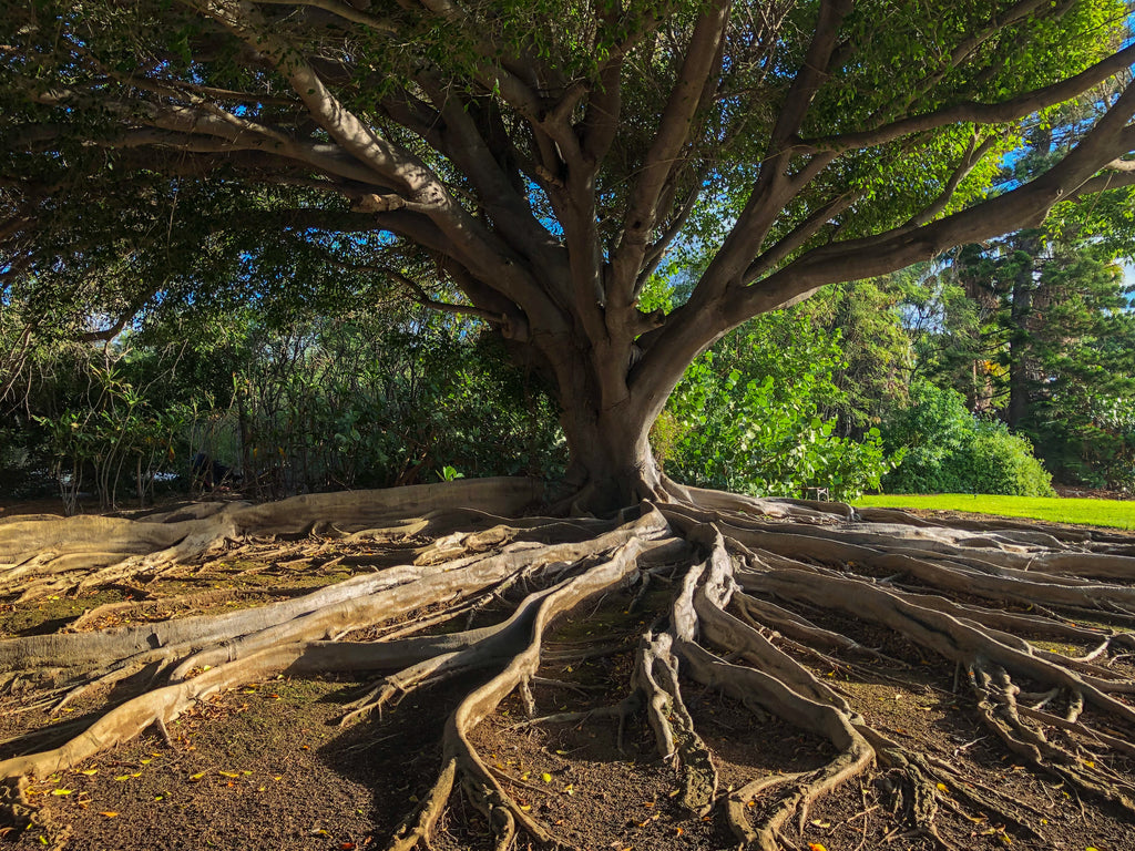 Getting to the root of the reading problem